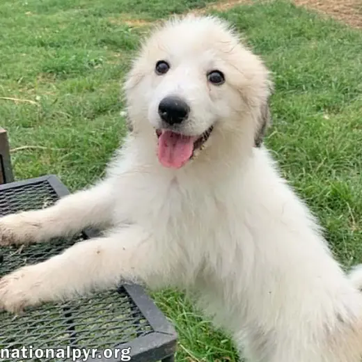 Rosie in KY - Playful & Social!