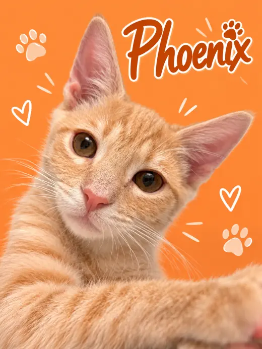 Phoenix (FID# 07/23/2026 - 95 Middletown PS)