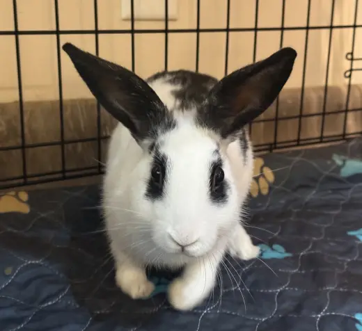 Gizmo