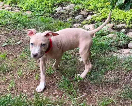 Bonnie (puppy)