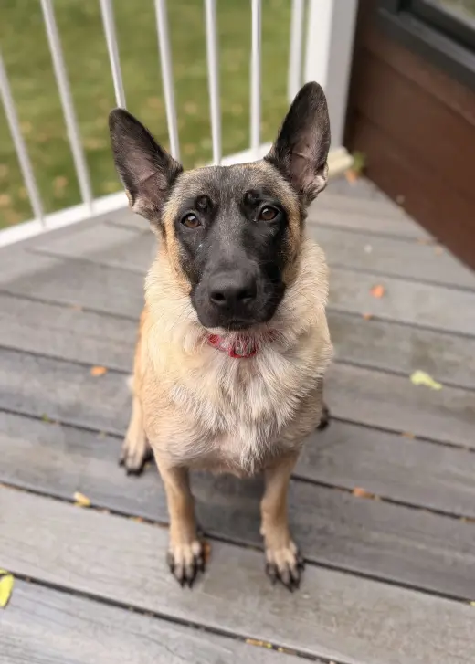 Jolene