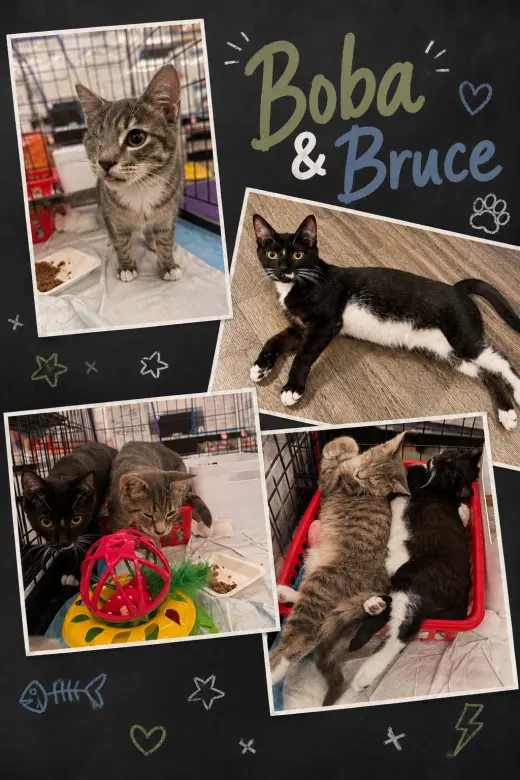 Boba w/ Bruce (7/7/26-17, 6/9/26-39)
