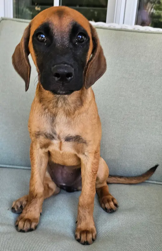PUPPY ESPRESSO