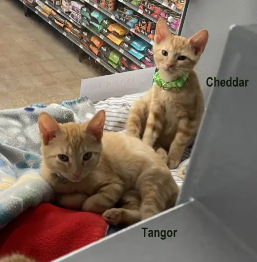 Tangor (FCID# 08/18/2026 - 1 West Chester PS)