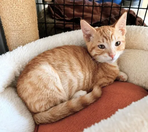 Kitten Weeble