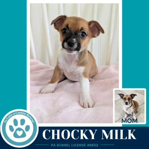Chocky Milk (Betty's Babble Bunch) 070126