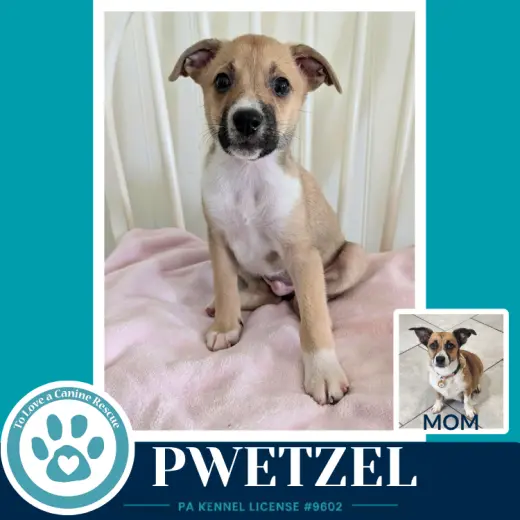 Pwetzel (Betty's Babble Bunch) 070126