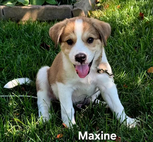 PUPPY MAXINE