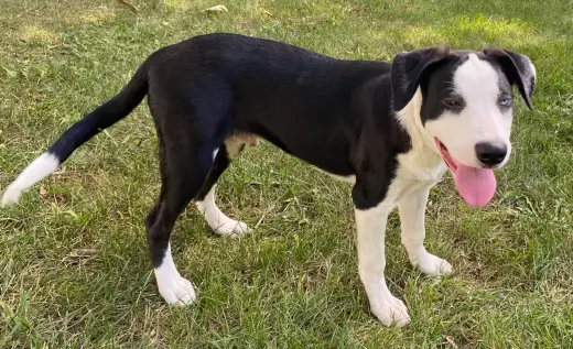 PUPPY RICHIE