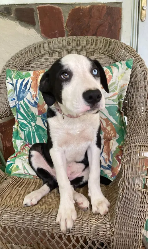 PUPPY RICHIE