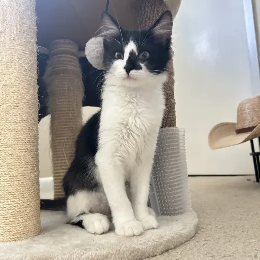 Blaze (Courtesy Post)