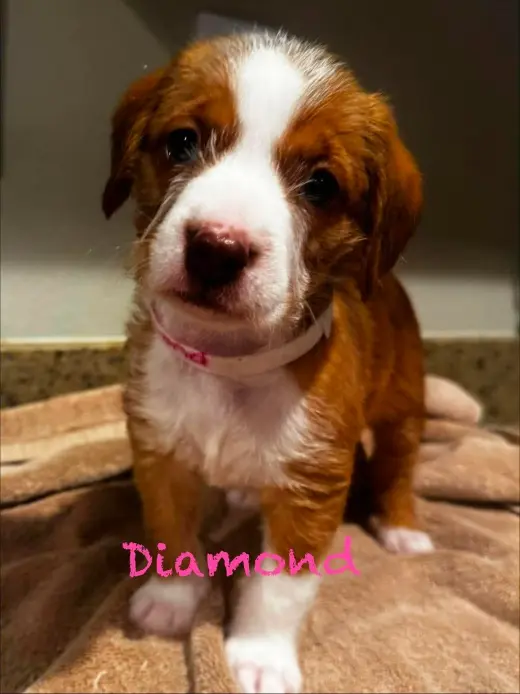 Diamond