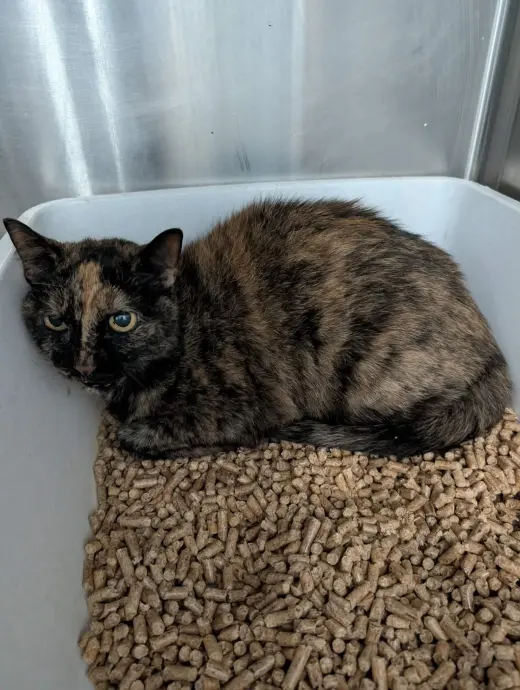 Jasmine - Not at shelter (Harmony)