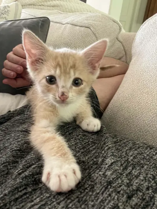 Romeo - Not at shelter (Ellie)
