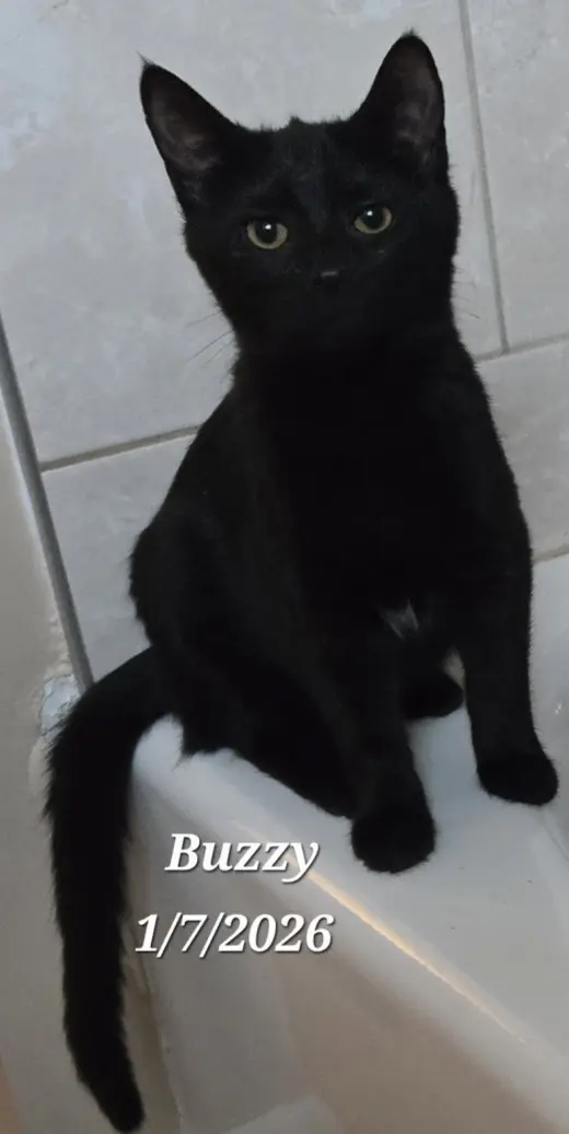 Buzzy