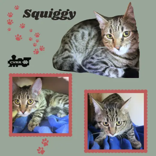 Squiggy (Kitten)