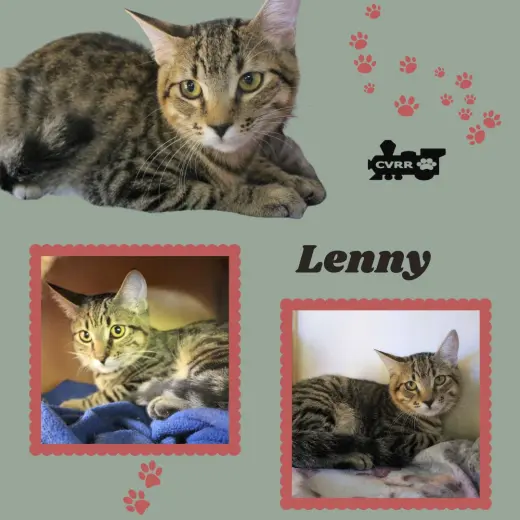 Lenny (Kitten)