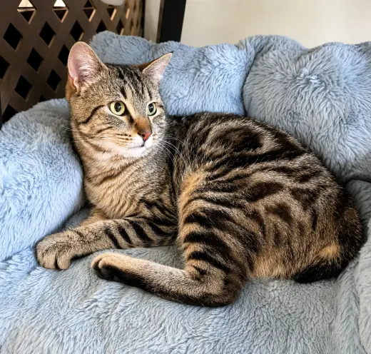 BROADWICK #2008 - Offered by Owner - exotic Tabby