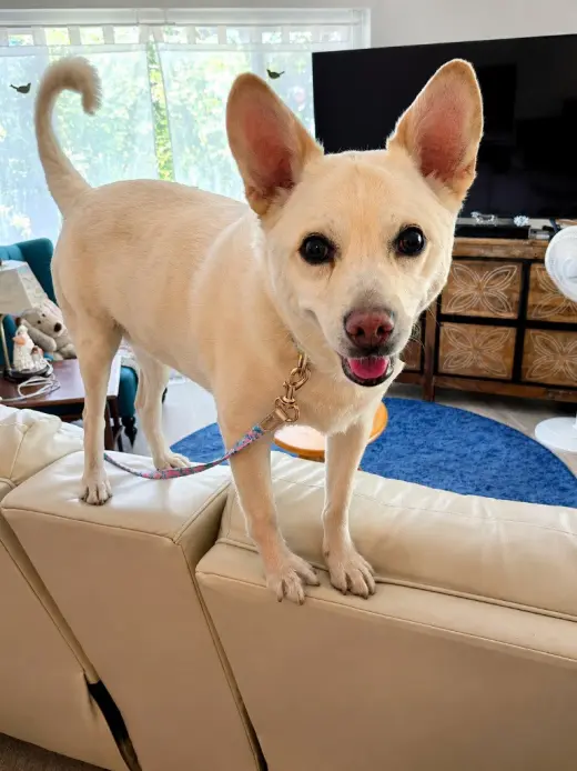 OoYoo - Foster or Adopt Me!