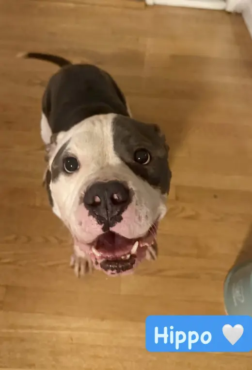 Hippo