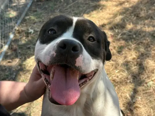MILO