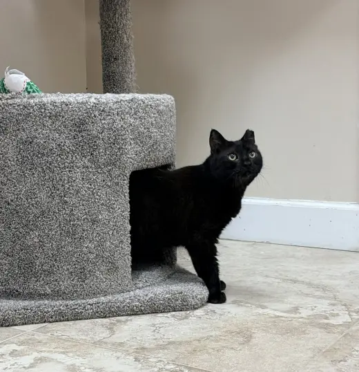Jolie