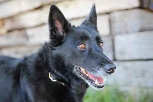 ATHENA