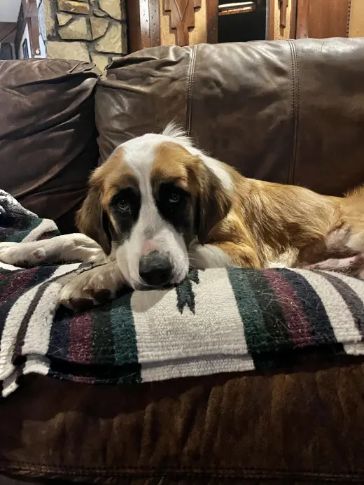Rosie