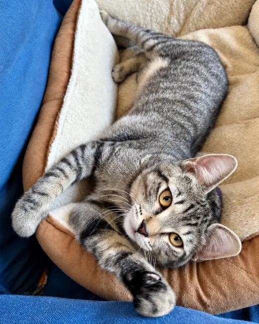 BELLA - Brown/gray Tabby Kitten