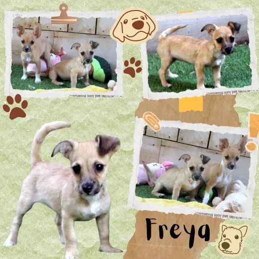Freya (Puppy)