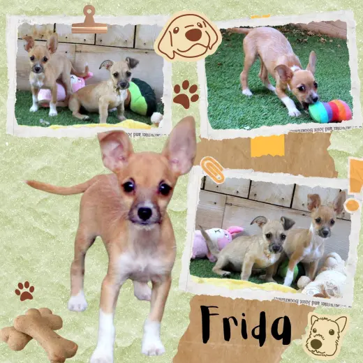 Frida (Puppy)