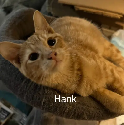 Hank