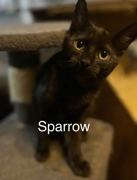 Sparrow