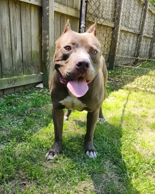 Willie