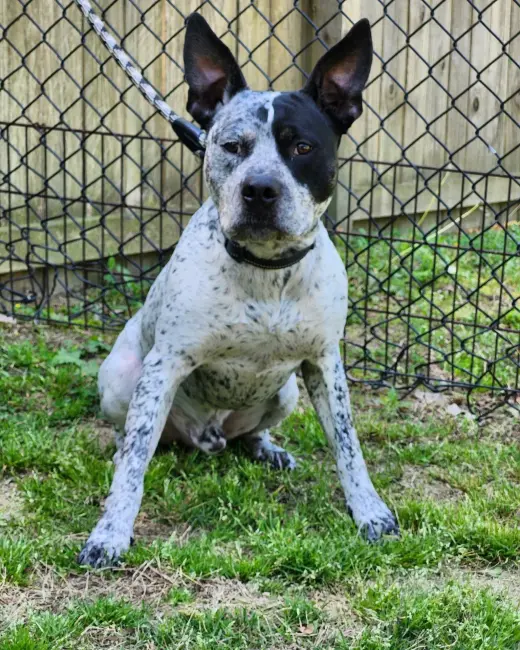 Ruger - coming soon!