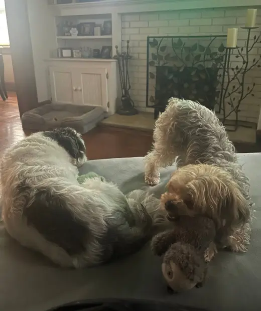 Miley and Oreo
