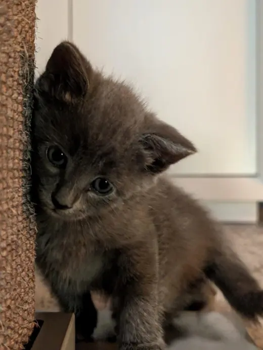 Zoe
