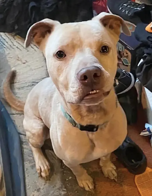 Buddy - NEEDS A FOSTER HOME RIGHT NOW!!!
