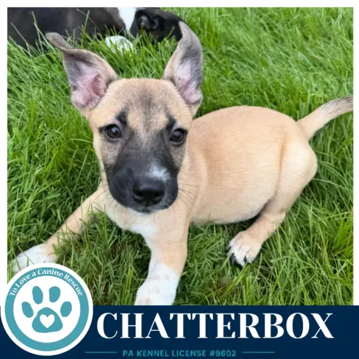 Chatterbox (Commentary Crew) 082926