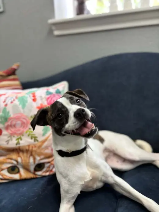 Daphne