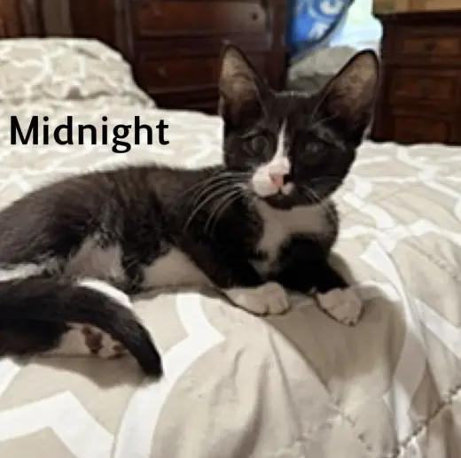 Midnight