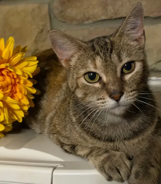 Cammy *IN FOSTER*