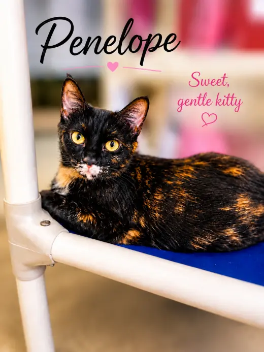 Penelope (FCID# 7/17/2026-170) Willow Grove