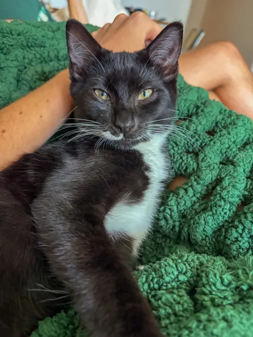 Sir Whiskers