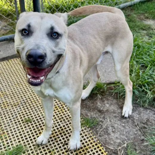 TIKO