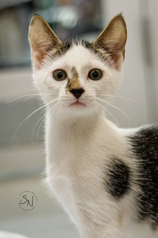 Jazzie
