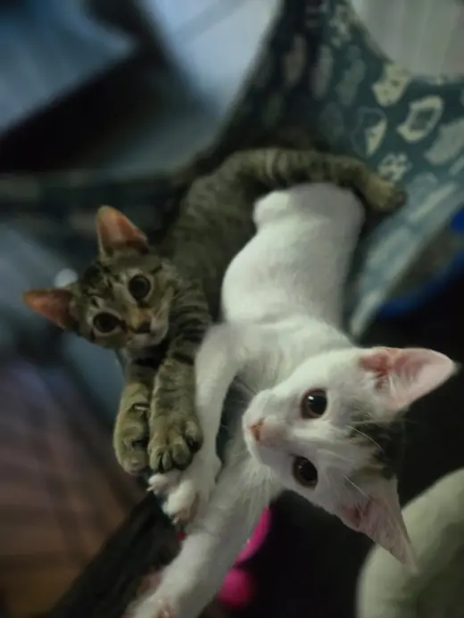 Anya and Elsa