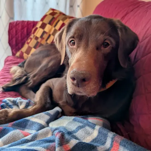 Copper - No Longer Accepting Applications