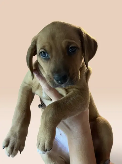 SAVANNAH'S LITTER: ONTARIO