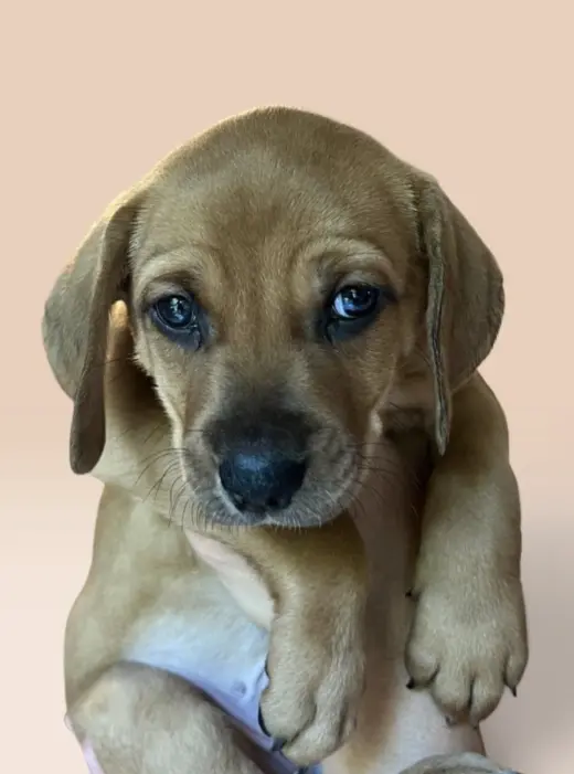 SAVANNAH'S LITTER: JAKE PERALTA